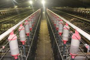 Wide view of huge sow stall shed - Australian pig farming - Captured at Grong Grong Piggery, Grong Grong NSW Australia.