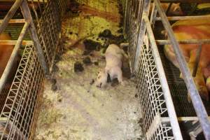 Piglet with throat cut open - Australian pig farming - Captured at St Arnaud Piggery Units 2 & 3, Saint Arnaud VIC Australia.