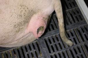 Farrowing crates at Sheaoak Piggery SA - Australian pig farming - Captured at Sheaoak Piggery, Shea-Oak Log SA Australia.