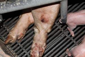 Sow with leg wound - Australian pig farming - Captured at Selko Piggery, Narrandera NSW Australia.