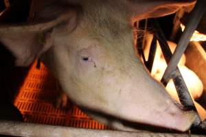 Farrowing crates at Huntly Piggery NSW - Australian pig farming - Captured at Huntly Piggery, Huntly North VIC Australia.