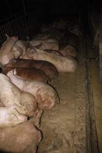 Grower/finisher pigs living in excrement - Australian pig farming - Captured at Narrogin Piggery, Dumberning WA Australia.