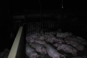 Grower/finisher pigs - Australian pig farming - Captured at Culcairn Piggery, Culcairn NSW Australia.