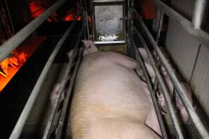 Farrowing crates at Finniss Park Piggery SA - Australian pig farming - Captured at Finniss Park Piggery, Mannum SA Australia.