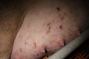 Farrowing crates at Wasleys Piggery SA - Australian pig farming - Captured at Wasleys Piggery, Pinkerton Plains SA Australia.