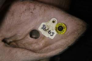 Farrowing crates at Wasleys Tailem Bend Piggery SA - Australian pig farming - Captured at Tailem Bend Piggery, Tailem Bend SA Australia.