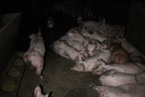 Grower/finisher pigs - Australian pig farming - Captured at Culcairn Piggery, Culcairn NSW Australia.