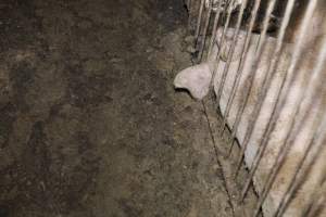 Grower/finisher pigs at Narrogin Piggery WA - Australian pig farming - Captured at Narrogin Piggery, Dumberning WA Australia.