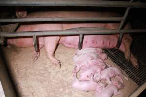 Farrowing crates at Girgarre Piggery VIC - Australian pig farming - Captured at Girgarre Piggery, Girgarre VIC Australia.