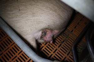 Farrowing crates at Wasleys Piggery SA - Australian pig farming - Captured at Wasleys Piggery, Pinkerton Plains SA Australia.