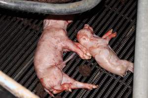 Farrowing crates at Selko Piggery NSW - Australian pig farming - Captured at Selko Piggery, Narrandera NSW Australia.