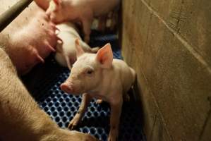 Farrowing crates at Yelmah Piggery SA - Australian pig farming - Captured at Yelmah Piggery, Magdala SA Australia.