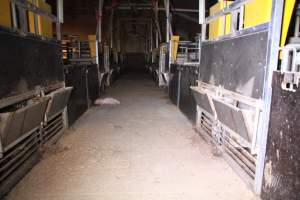 Dead piglet in aisle - Australian pig farming - Captured at Girgarre Piggery, Kyabram VIC Australia.