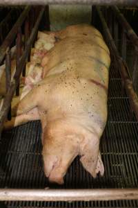 Farrowing crates at Bungowannah Piggery NSW - Australian pig farming - Captured at Bungowannah Piggery, Bungowannah NSW Australia.