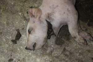 Piglet with throat cut open - Australian pig farming - Captured at St Arnaud Piggery Units 2 & 3, St Arnaud VIC Australia.