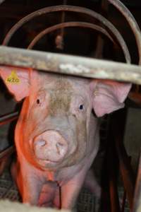 Farrowing crates at Korunye Park Piggery SA - Australian pig farming - Captured at Korunye Park Piggery, Korunye SA Australia.