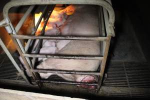 Sow with large painful prolapse - Australian pig farming - Captured at Deni Piggery, Deniliquin NSW Australia.