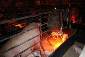 Farrowing crates at Finniss Park Piggery SA - Australian pig farming - Captured at Finniss Park Piggery, Mannum SA Australia.