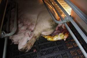 Farrowing crates at Sheaoak Piggery SA - Australian pig farming - Captured at Sheaoak Piggery, Shea-Oak Log SA Australia.