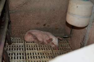 Piglets with mange - Australian pig farming - Captured at Korunye Park Piggery, Korunye SA Australia.