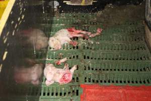 Half-eaten piglets - Australian pig farming - Captured at Dublin Piggery, Dublin SA Australia.