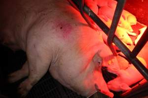 Farrowing crates at Wasleys Tailem Bend Piggery SA - Australian pig farming - Captured at Wasleys Tailem Bend Piggery, Tailem Bend SA Australia.