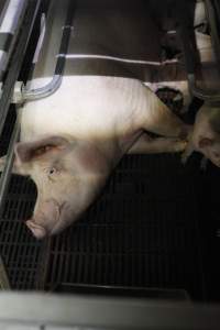 Farrowing crates at Mindarra Piggery WA - Australian pig farming - Captured at Mindarra Piggery (module 1), Boonanarring WA Australia.