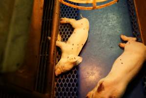 Farrowing crates at Yelmah Piggery SA - Australian pig farming - Captured at Yelmah Piggery, Magdala SA Australia.