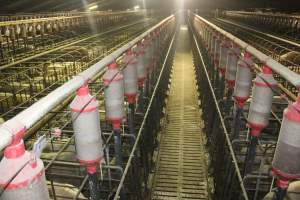 Wide view of huge sow stall shed - Australian pig farming - Captured at Grong Grong Piggery, Grong Grong NSW Australia.