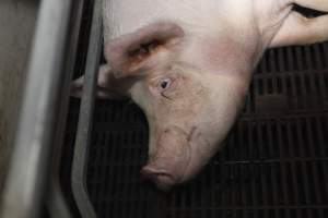 Farrowing crates at Mindarra Piggery WA - Australian pig farming - Captured at Mindarra Piggery (module 1), Boonanarring WA Australia.