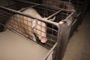 Farrowing crates at Willawa Piggery NSW - Australian pig farming - Captured at Willawa Piggery, Grong Grong NSW Australia.