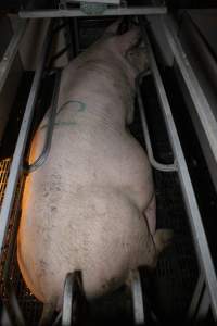 Farrowing crates at Sheaoak Piggery SA - Australian pig farming - Captured at Sheaoak Piggery, Shea-Oak Log SA Australia.