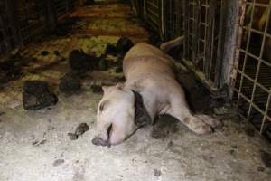 Piglet with throat cut open - Australian pig farming - Captured at St Arnaud Piggery Units 2 & 3, St Arnaud VIC Australia.