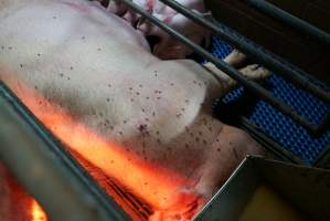 Farrowing crates at Yelmah Piggery SA - Australian pig farming - Captured at Yelmah Piggery, Magdala SA Australia.