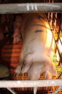 Farrowing crates at Huntly Piggery NSW - Australian pig farming - Captured at Huntly Piggery, Huntly North VIC Australia.