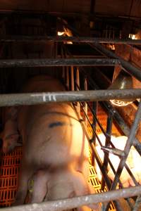 Farrowing crates at Huntly Piggery NSW - Australian pig farming - Captured at Huntly Piggery, Huntly North VIC Australia.