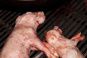 Farrowing crates at Selko Piggery NSW - Australian pig farming - Captured at Selko Piggery, Narrandera NSW Australia.