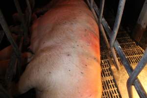 Farrowing crates at Wasleys Tailem Bend Piggery SA - Australian pig farming - Captured at Tailem Bend Piggery, Tailem Bend SA Australia.