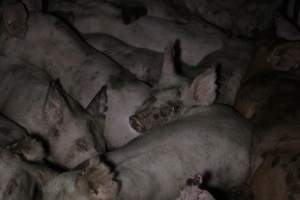 Grower/finisher pigs - Australian pig farming - Captured at Culcairn Piggery, Culcairn NSW Australia.