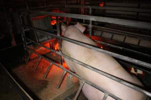 Farrowing crates at Finniss Park Piggery SA - Australian pig farming - Captured at Finniss Park Piggery, Mannum SA Australia.