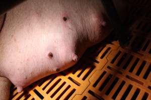 Farrowing crates at Wasleys Piggery SA - Australian pig farming - Captured at Wasleys Piggery, Pinkerton Plains SA Australia.