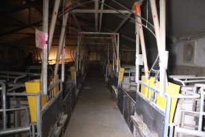 Dead piglet in aisle - Australian pig farming - Captured at Girgarre Piggery, Kyabram VIC Australia.