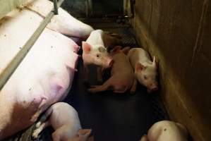 Farrowing crates at Yelmah Piggery SA - Australian pig farming - Captured at Yelmah Piggery, Magdala SA Australia.