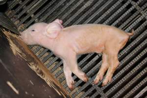 Farrowing crates at Selko Piggery NSW - Australian pig farming - Captured at Selko Piggery, Narrandera NSW Australia.