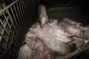 Grower/finisher pigs at Narrogin Piggery WA - Australian pig farming - Captured at Narrogin Piggery, Dumberning WA Australia.