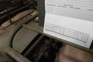 Farrowing record - Australian pig farming - Captured at Nambeelup Piggery, Nambeelup WA Australia.