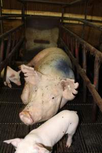 Farrowing crates at Bungowannah Piggery NSW - Australian pig farming - Captured at Bungowannah Piggery, Bungowannah NSW Australia.