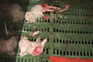 Half-eaten piglets - Australian pig farming - Captured at Dublin Piggery, Dublin SA Australia.