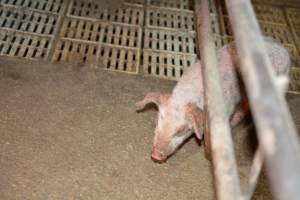 Piglets with mange - Australian pig farming - Captured at Korunye Park Piggery, Korunye SA Australia.