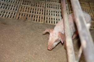 Piglets with mange - Australian pig farming - Captured at Korunye Park Piggery, Korunye SA Australia.